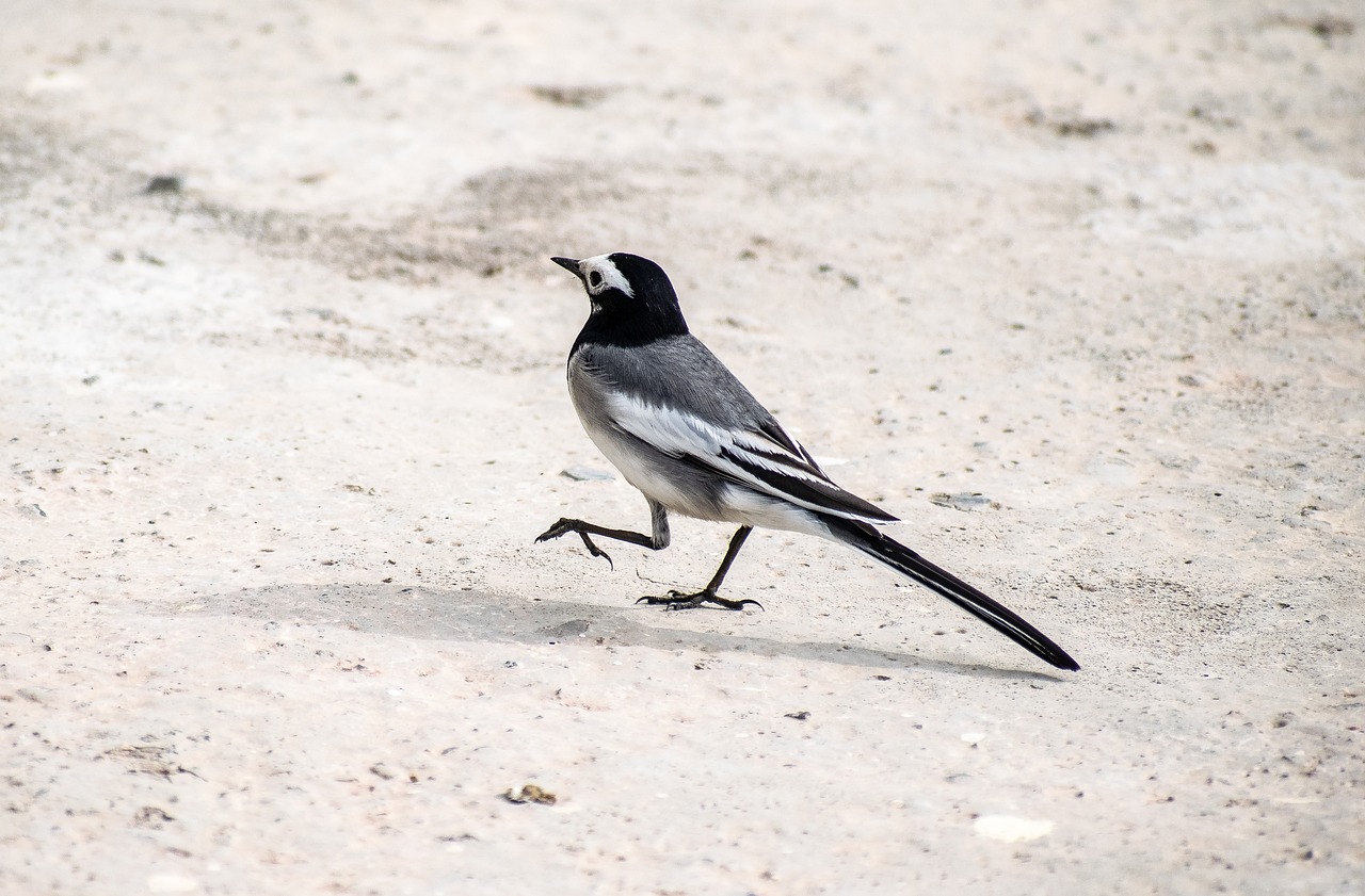 Safety Tips for Birdwatchers